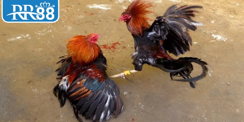 Để thắng đá gà cựa sắt cần hiểu rõ từng chiến binh tham gia