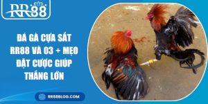 Đá Gà Cựa Sắt RR88 Và 03 + Mẹo Đặt Cược Giúp Thắng Lớn
