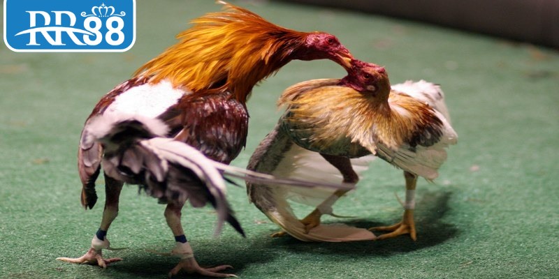 Tổng quan luật chơi đá gà dành cho thành viên