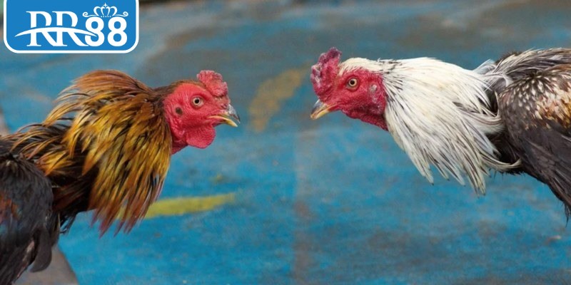 Chi tiết quy định cược dành cho thành viên mới