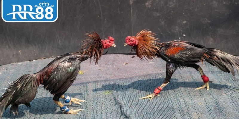 Bảng tỷ lệ cược chi tiết dành cho thành viên