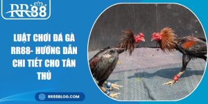Luật Chơi Đá Gà RR88- Hướng Dẫn Chi Tiết Cho Tân Thủ